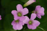 Purple woodsorrel